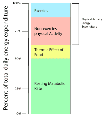 Activity level. Total Energies ACF. % Increase of Energy expenditure above rest. TDEE BMR на русском. Factors influencing the Daily Energy expenditure of small mammals.