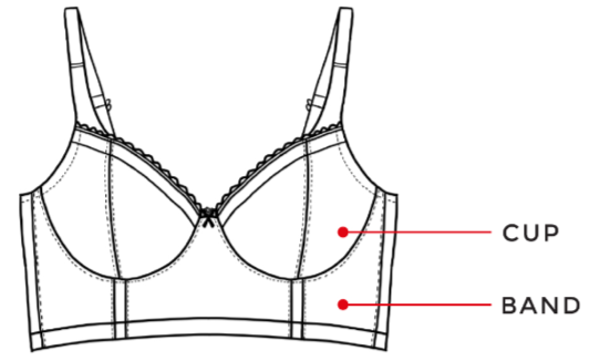 Bra Size Calculator - Bra Converter